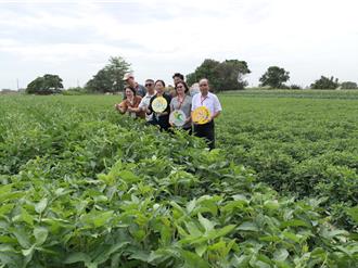 減緩高鐵雲林段地層下陷 農糧署推雜糧種植減抽地下水