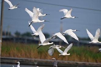 黑面琵鹭来袭！台南出现1521只 达全球总量四分之一