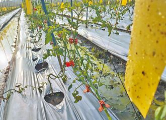 美濃番茄蟲害爆瘋欉 價格恐漲