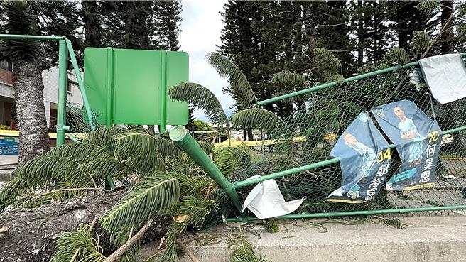 台東縣豐田國中校園內種植的南洋杉被強風吹倒，壓毀足球場圍籬。（蕭嘉蕙攝）