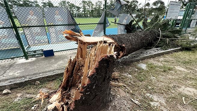 樹齡50年的南洋杉曾陪伴天后張惠妹成長，昨（23）日晚間不敵強風吹襲，攔腰斷裂。（蕭嘉蕙攝）