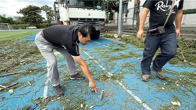 樹齡50年南洋杉倒榻，部分樹枝刺穿操場PU跑道。（蕭嘉蕙攝）