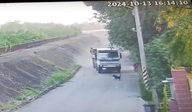 砂石車當時疑似蓄意開往小黑狗方向，小黑狗活生生慘遭砂石車輾過。（嘉義縣家畜防治所提供／蕭宥彤翻攝）