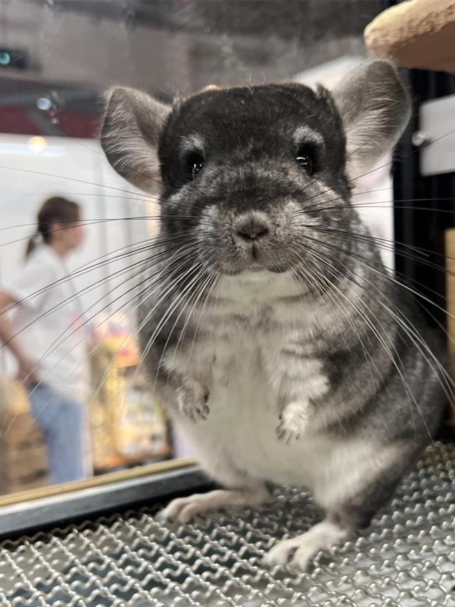 第二届亚洲国际龙猫赛10／26台中登场，近百只特色品种龙猫亮相。图／业者提供