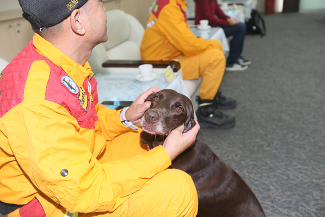 台北市消防局表示，Uny是一只雌性、8岁的拉布拉多犬。（图 / 刘咏韵翻摄）
