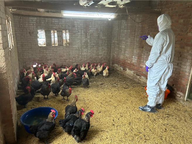 随着秋季来临，逐渐有过境野候鸟南迁或来台度冬，禽流感也进入高风险季节，对此新北动保处将加强防疫查核作业。（新北动保处提供）
