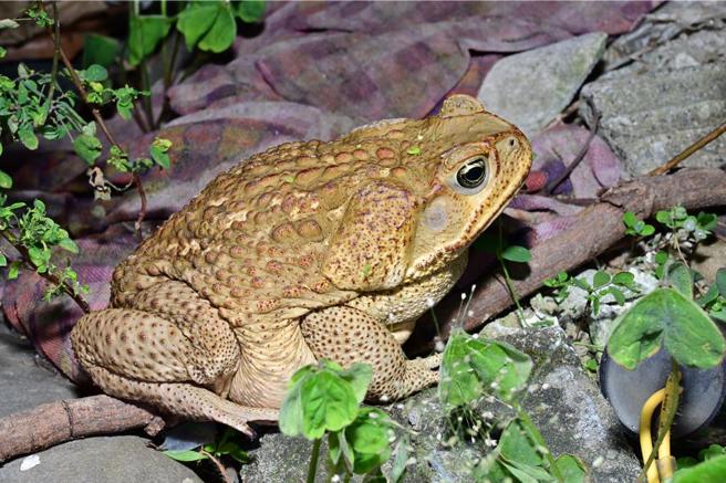 世界百大入侵物种「海蟾蜍」近来在台中雾峰现踪，蛙类专家、东华大学自然资源与环境学系副教授杨懿如24日说，雾峰是目前海蟾蜍分布最北端，经9月志工巡查移除，从1晚抓20多只降到1、2只甚至没有，呼吁民眾发现海蟾蜍务必尽速通报。（杨懿如提供／潘虹恩台中传真）