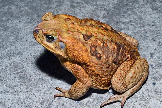 世界百大入侵物种「海蟾蜍」近来在台中雾峰现踪，蛙类专家、东华大学自然资源与环境学系副教授杨懿如24日说，雾峰是目前海蟾蜍分布最北端，经9月志工巡查移除，从1晚抓20多只降到1、2只甚至没有，呼吁民眾发现海蟾蜍务必尽速通报。（杨懿如提供／潘虹恩台中传真）