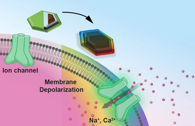 六边型的压电材料磁化后自行发电，也就能以微电流刺杀神经元受体，释放安定神经的离子。(图/MIT)