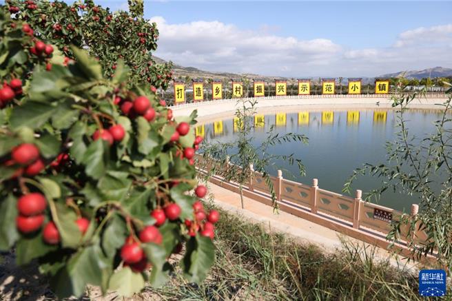陆开发大西部优化供水布局苦水河畔的山楂红了。图为甘肃省定西市常家河镇「山楂小镇」山楂园。（新华社）