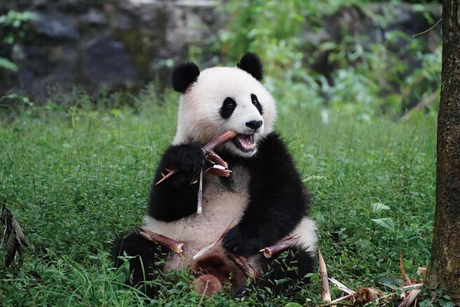 大貓熊「寶力」、「青寶」15日抵達美國華盛頓國家動物園，開啟為期10年的旅居生活。圖為「青寶」。（新華社）