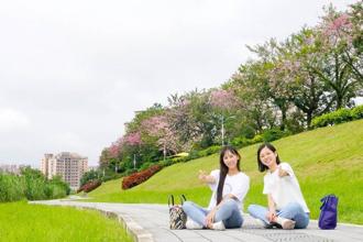 新北三峽美人樹正開花 快揪團到安溪里拍美照