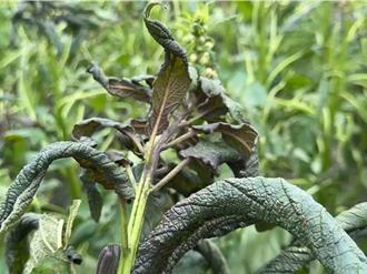 山陀兒鹽害釀農損 彰縣這些作物 農民可申請現金救助