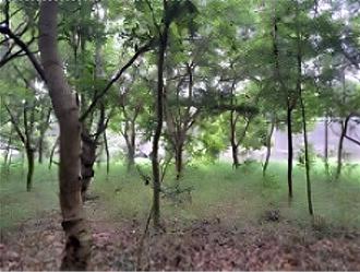 沙崙健康園區開發恐先移植萬顆樹木 環評小組要求補正再審