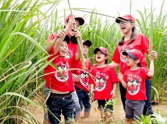 三芝茭白筍產季！「海洋芝心茭響曲」登場 免費採筍樂趣無窮