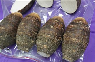 台中大安優質芋頭評鑑吸40組參賽 農友蔡清潭獲頒特等獎