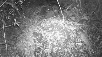 守護石虎里程碑！全國第2起環保公益信託因石虎成立