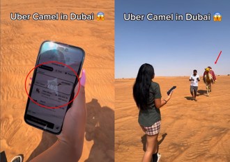Uber竟可以叫到骆驼 网友：杜拜专属选项
