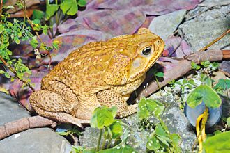 海蟾蜍現蹤霧峰 監測防北擴
