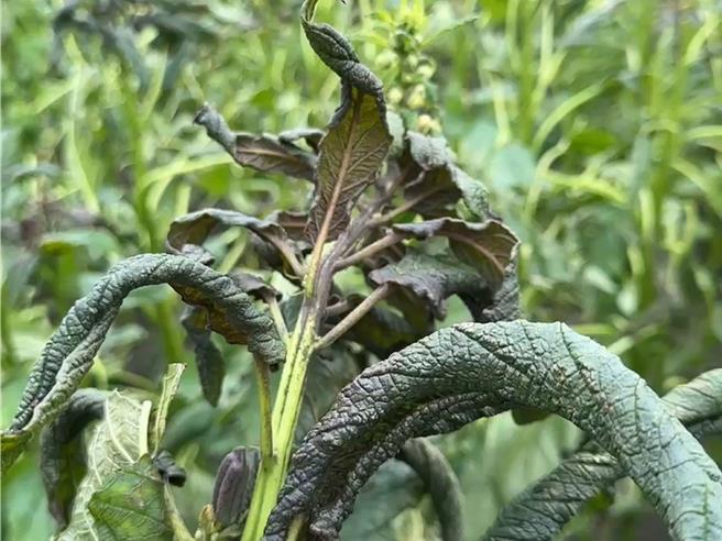 10月初的山陀兒強風夾帶鹽塵，造成彰化縣沿海鄉鎮多處種植胡（芝）麻作物，因葉片乾枯、植株死亡等延遲性的農損情形。（資料照片／孫英哲彰化傳真）