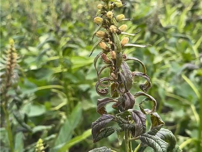 10月初的山陀兒強風夾帶鹽塵，造成彰化縣沿海鄉鎮多處種植胡（芝）麻作物，因葉片乾枯、植株死亡等延遲性的農損情形。（資料照片／孫英哲彰化傳真）