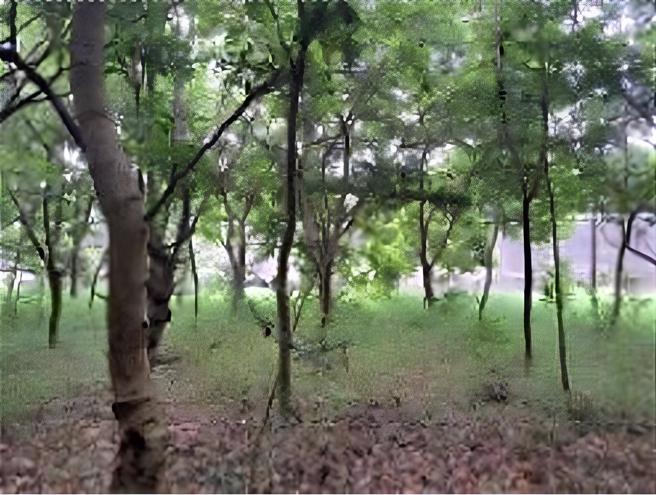 台南市政府規劃沙崙健康園區，擬整合基地周圍研發產業，並引進倉儲業、成衣業、紡織業及配合前瞻、能源等重大政策行業為主，但區內原本為台糖平地造林範圍，植有1萬8000餘顆樹木。（翻攝自環評書件系統／林良齊台北傳真）