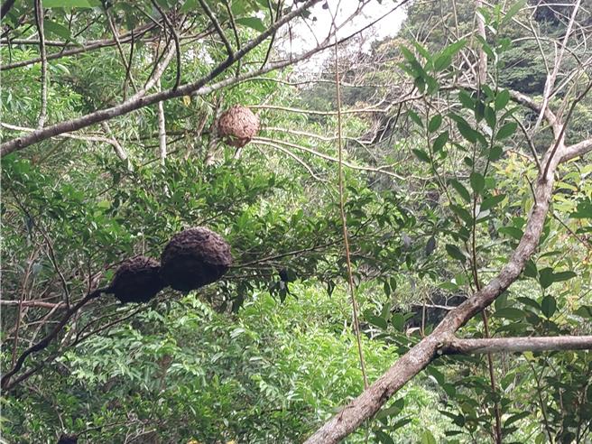 礁溪跑馬古道2.5K處有虎頭蜂窩，考量遊客安全將封閉跑馬古道0至3K。圖後為虎頭蜂窩，圖前為螞蟻窩。（林業保育署宜蘭分署提供）