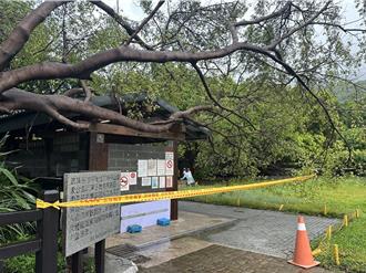 樹倒壓屋頂！北投硫磺谷泡腳池26日起休園2天