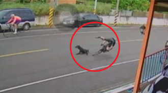 「小黑」突然從路旁衝出 害彰化139線單車騎士慘摔