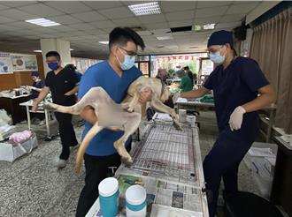 彰化推犬貓路殺善終行動 助301隻毛孩走完生命最後一程