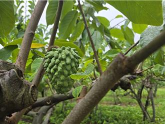 卓榮泰環台視察品嚐台東釋迦 大力推薦讚：適合更多國家