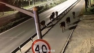 七匹馬離家出走！ 從浙江露營基地跑到上海逛大街