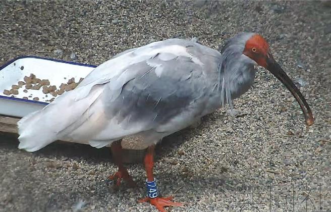 日方復育16只朱鹮将归还大陆，10月31日抵北京。（共同社）