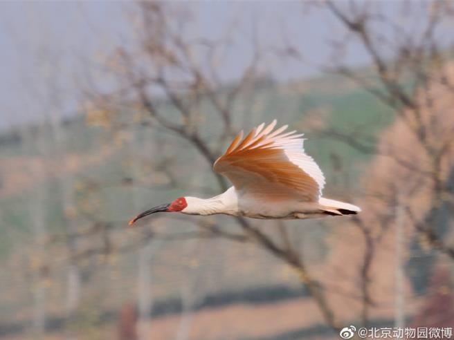 日方復育16只朱鹮将归还大陆，10月31日抵北京。（北京动物园微博）