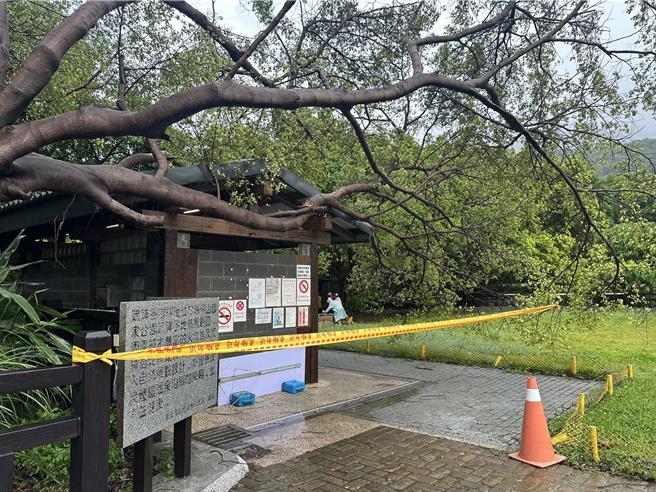 台北市北投區硫磺谷溫泉泡腳池因園區內樹木傾倒，樹枝壓住廁所屋頂，且樹梢阻擋園區出入口影響人員無法通行，預計今日起修原2日清理，29日起恢復提供服務。（圖／產發局）
