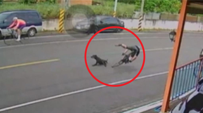 彰化縣芬園鄉139線大彰路發生單車與流浪犬車禍事故，單車騎士手腳擦傷送醫。（民眾提供／孫英哲彰化傳真）