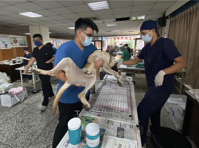 和美鎮公所配合彰化縣動物防疫所辦理免費混種犬貓3合1絕育活動。（孫英哲攝）