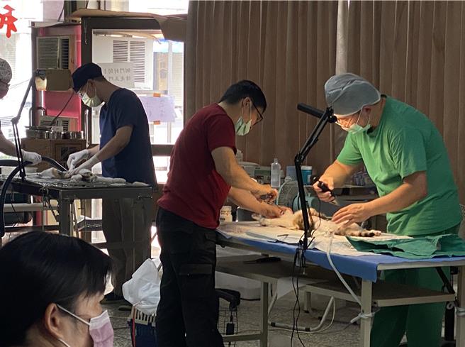 和美鎮公所配合彰化縣動物防疫所辦理免費混種犬貓3合1絕育活動。（孫英哲攝）