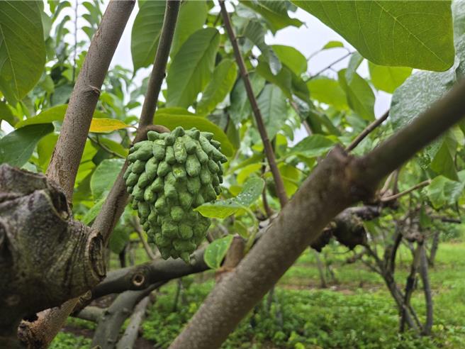 台東釋迦。（蔡旻妤攝）