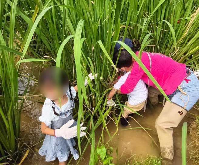 採筍體驗。（三芝區公所提供）