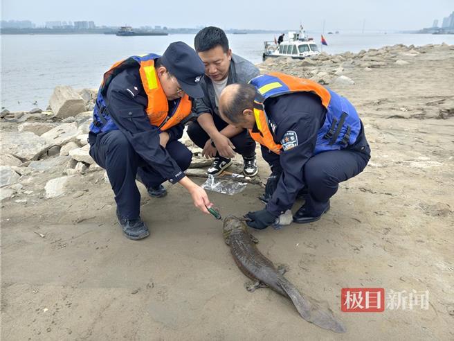 娃娃鱼身中钓鉤被困长江边警方渔政合力放生。（极目新闻）