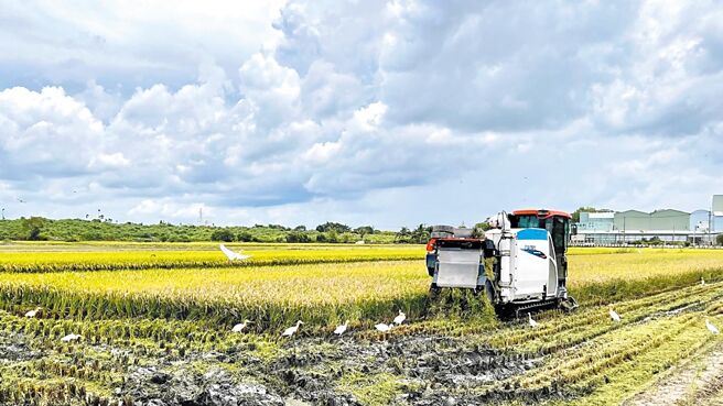 現行公糧收購制度，讓稻米產量居高不，排擠其他糧食，致使糧食自給率持續惡化。圖／本報資料照片