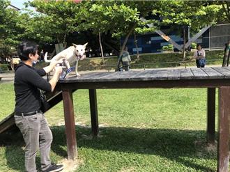 猫奴福音！新北将打造猫咪天堂 满足遛猫需求