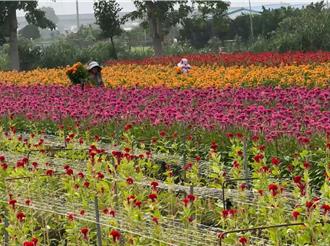 北斗秘境美景現身 雞冠花田成網紅打卡新熱點