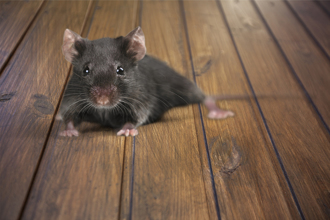 老鼠鑽進衣服內亂竄 袖口溜出瞬間女童嚇瘋