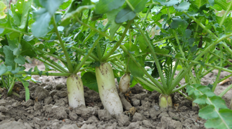 嗑醃蘿蔔又吃錯鹽 36歲女成天想睡 醫示警：恐心臟衰竭