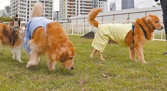 寵物險比一比 保額最高12.8萬