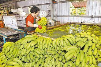 市占下滑 銷日香蕉創7年新低