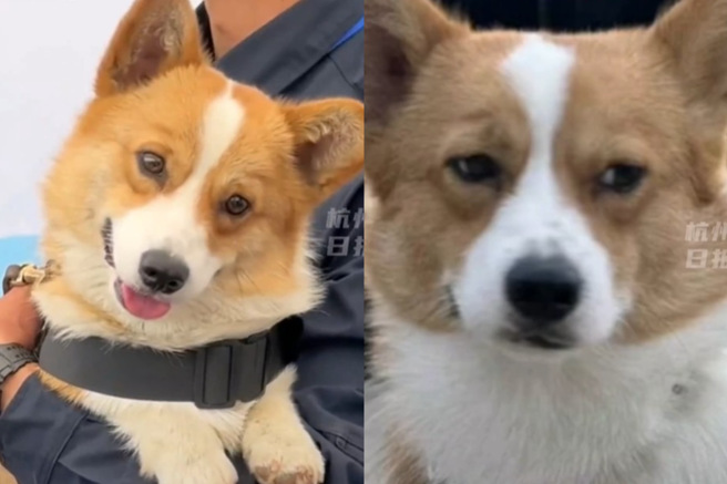 柯基警犬「福仔」刚通过考核时面对镜头留下温暖的灿烂笑脸，对比上线一段时间却满脸飘着的厌世「班味」，让许多网友看后捧腹大笑。（图 / 翻摄画面）