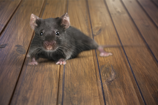 老鼠钻入女童衣服里，又从袖子钻出。（示意图：Shutterstock／达志）